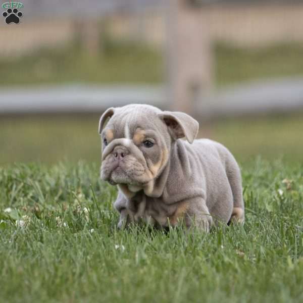 Cedric, English Bulldog Puppy